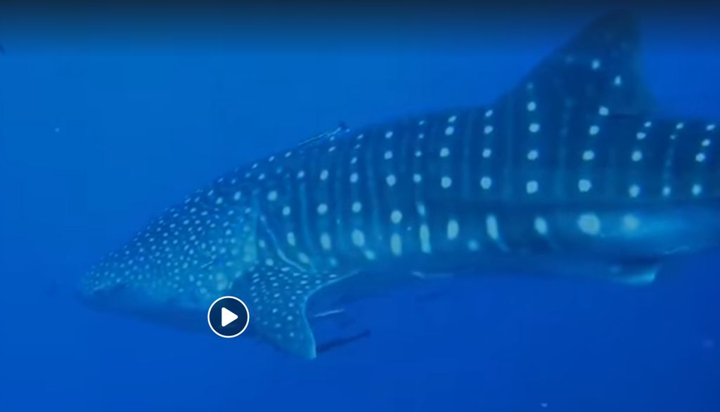 de297159-f24d-4e14-b945-783f731a19c7