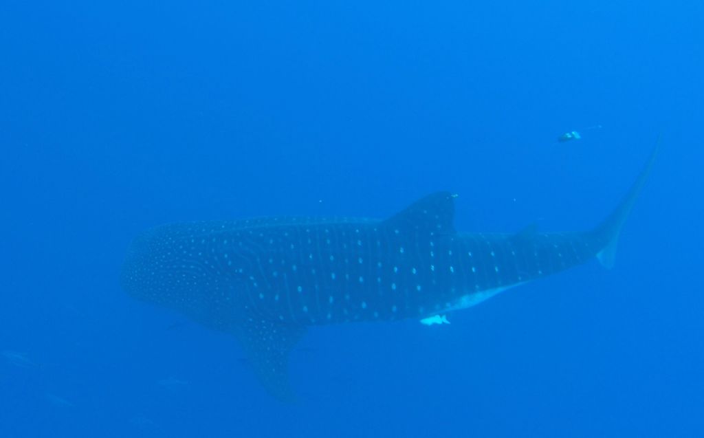 1ce9b4ee-283c-43fd-8e44-225fd607de6b