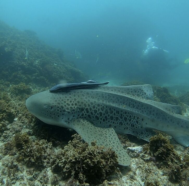 39f520af-3168-4139-a05a-30e9213a551d