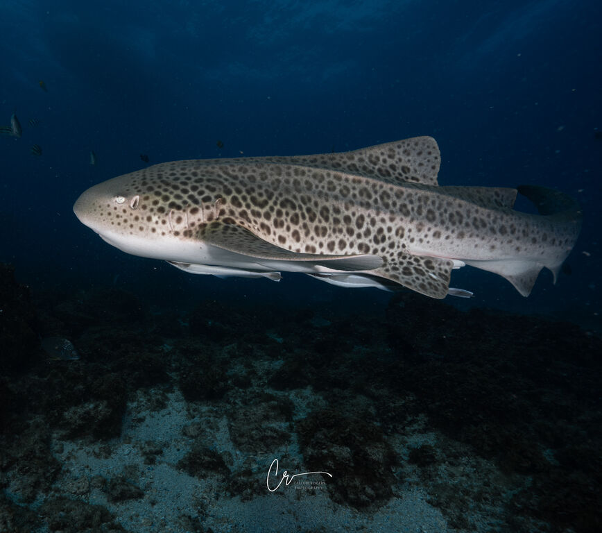 c2ca79fb-1eda-4564-9fc8-e95ecaa9609b