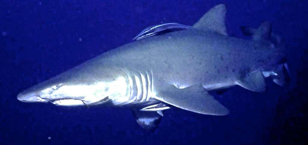 56915dc3-a9b8-47f8-9689-8847b06782d4