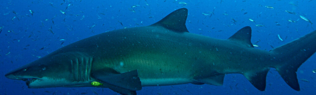 d73111c0-bb11-4b60-bcf8-eb7d65199dbb