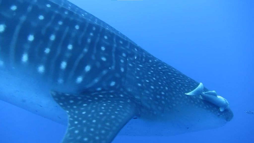 b0b7e159-d35d-4481-94b3-cc6a46ae70f8