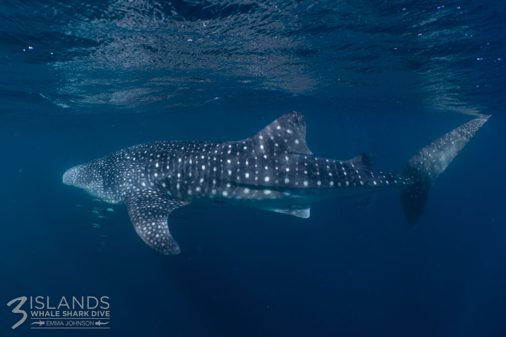 d09c3bb3-8cdf-4945-9d49-0e81691f4ef2