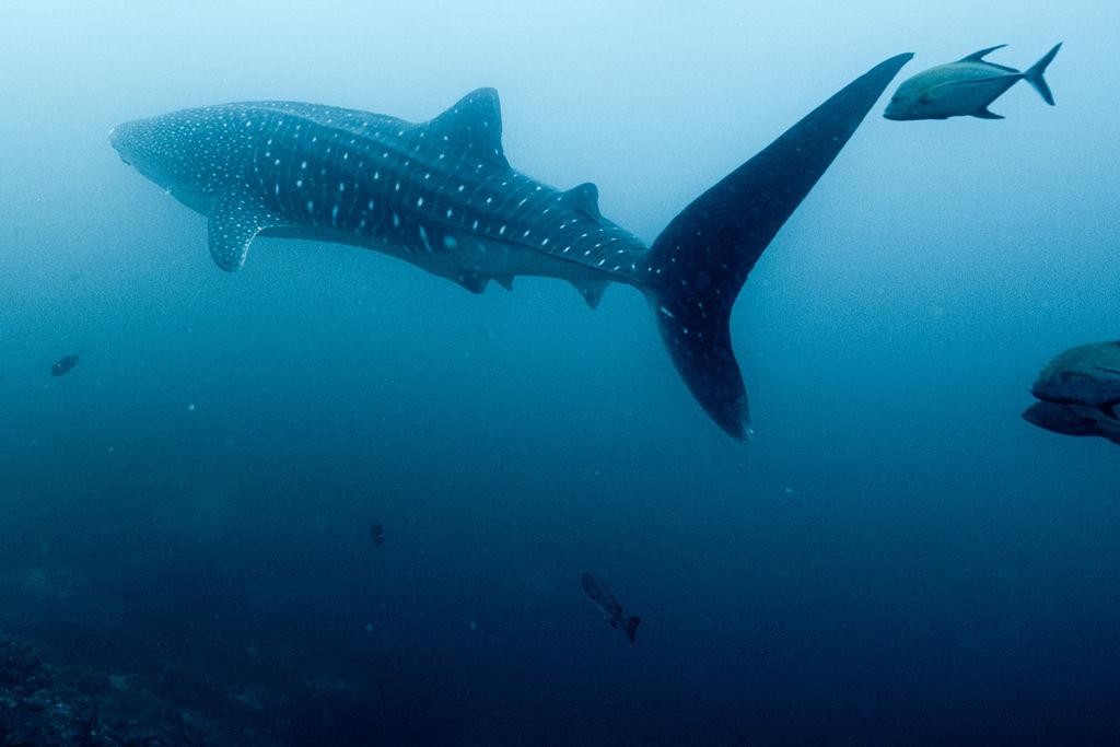 fa4715cb-66bd-4b90-a766-b618d3d90b31