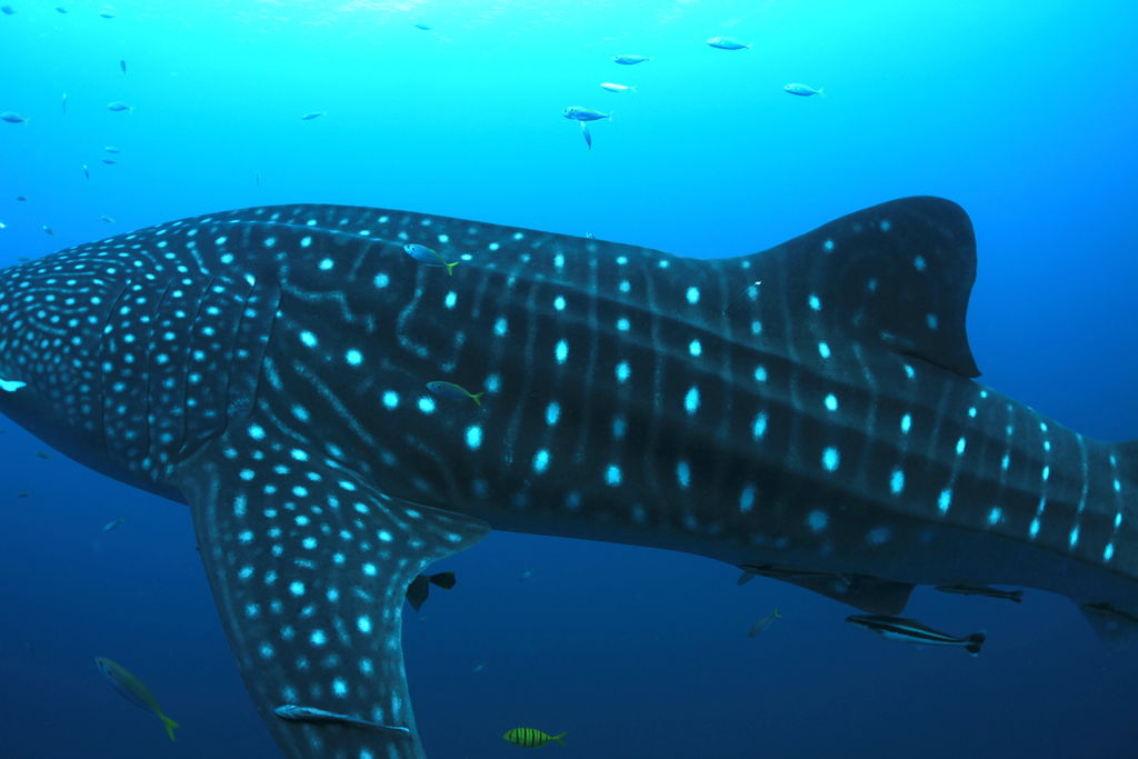 aa128390-5def-4c10-b1f0-6a9d7cd6b1e3