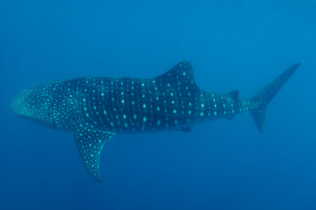 e94e84ad-541e-4ad9-bc84-46862edfe2a9