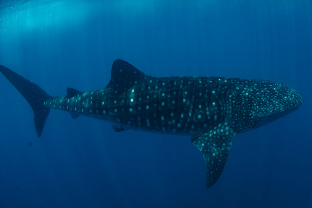 e94e84ad-541e-4ad9-bc84-46862edfe2a9