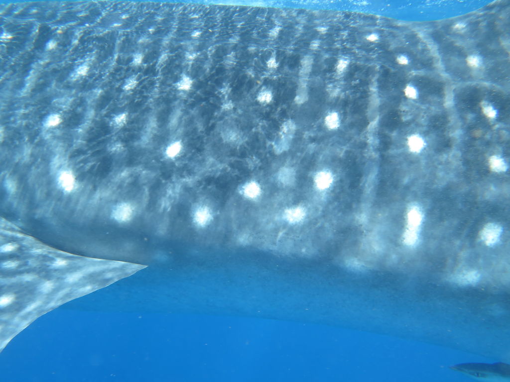 da726f62-2960-4897-9e82-5758f9b77159