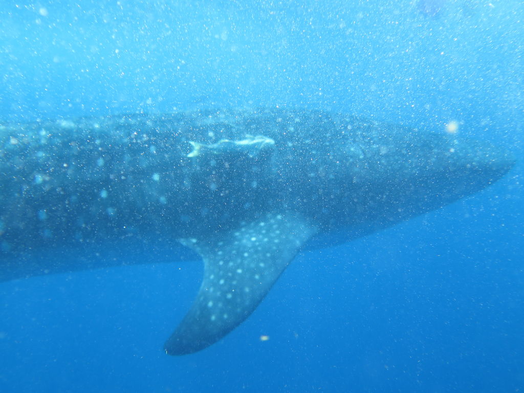 da726f62-2960-4897-9e82-5758f9b77159