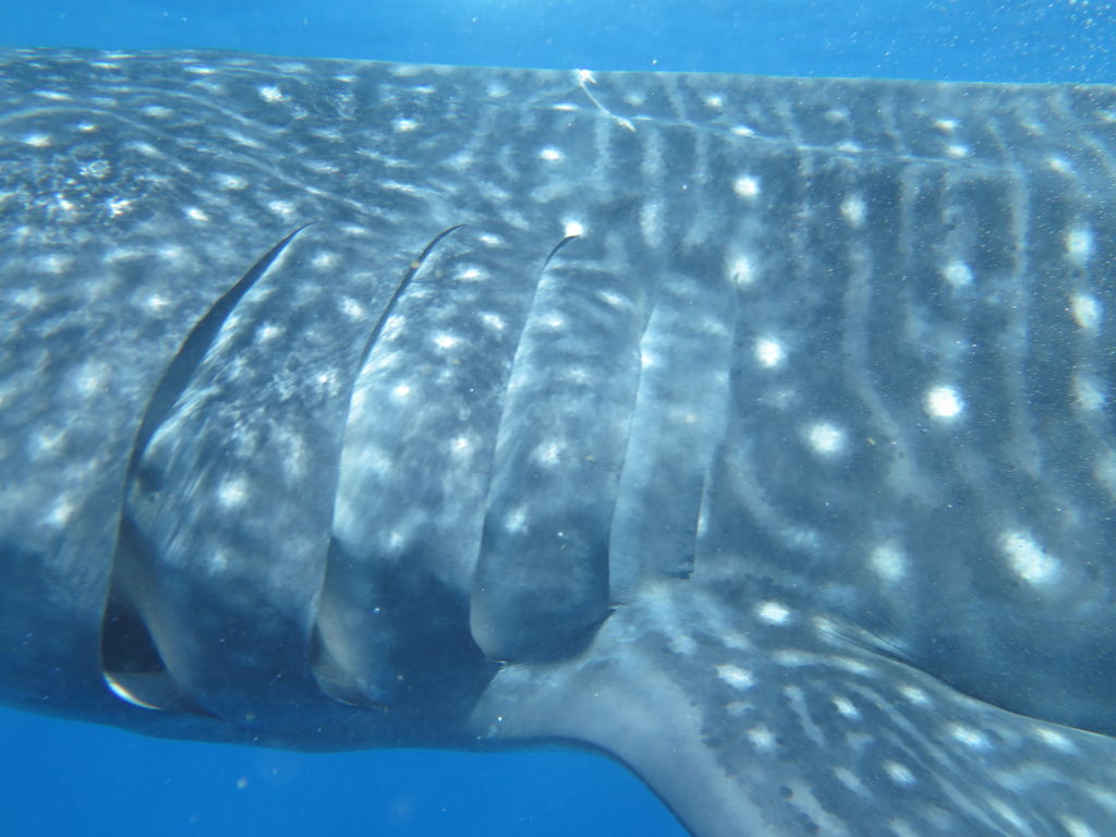 da726f62-2960-4897-9e82-5758f9b77159