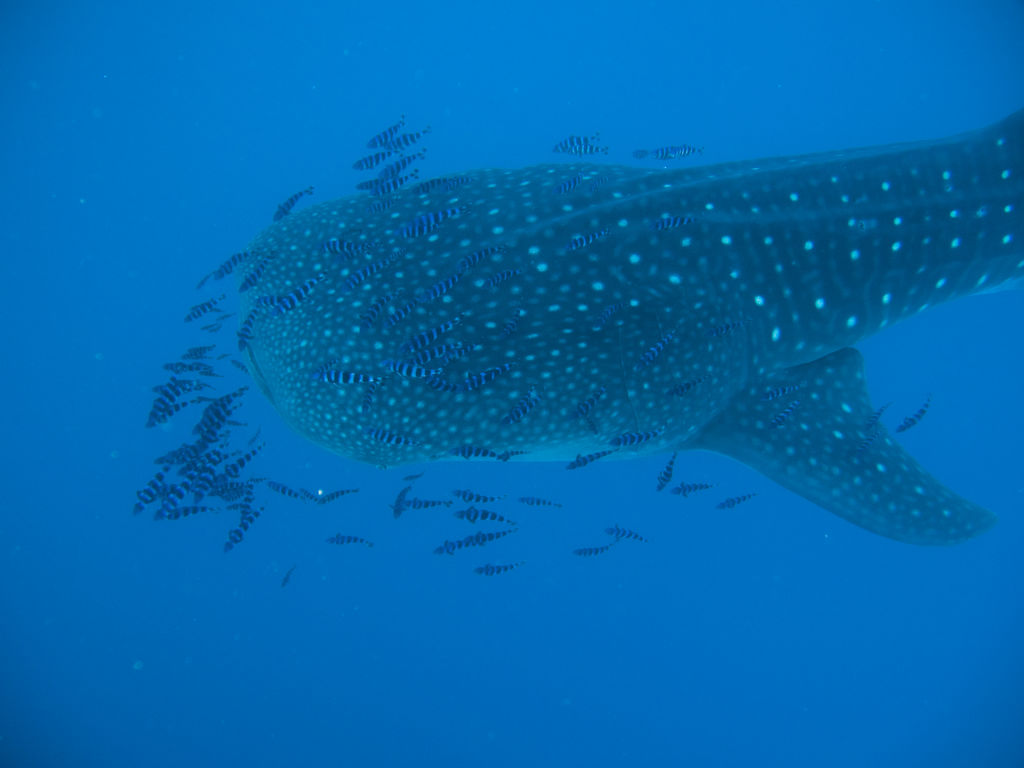 8261d656-730a-421a-8e34-19df2cdc0d20