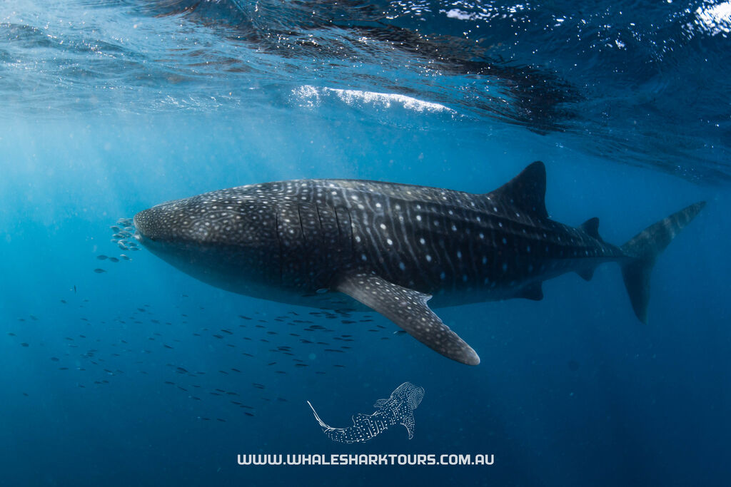 59d8366b-7021-44d0-99f8-0fd94e9d666e