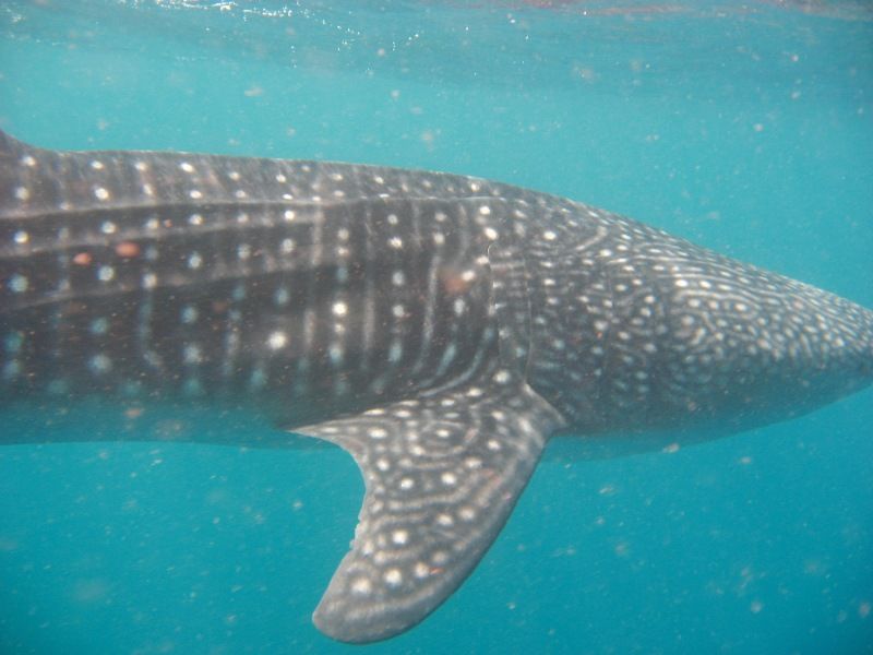 a2d1aba1-0b26-4f6e-8733-9d22e4c2d726