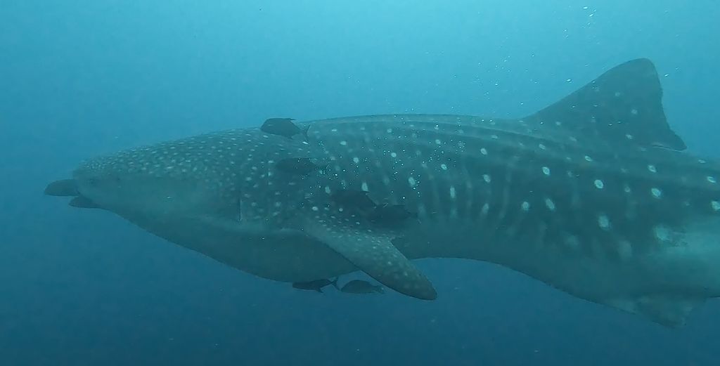 7a2d4882-e06a-4515-811a-ad55b73b4d64