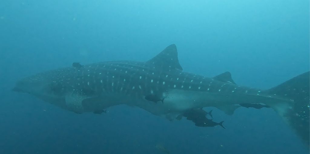 7a2d4882-e06a-4515-811a-ad55b73b4d64