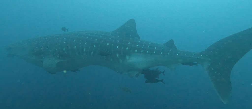 7a2d4882-e06a-4515-811a-ad55b73b4d64