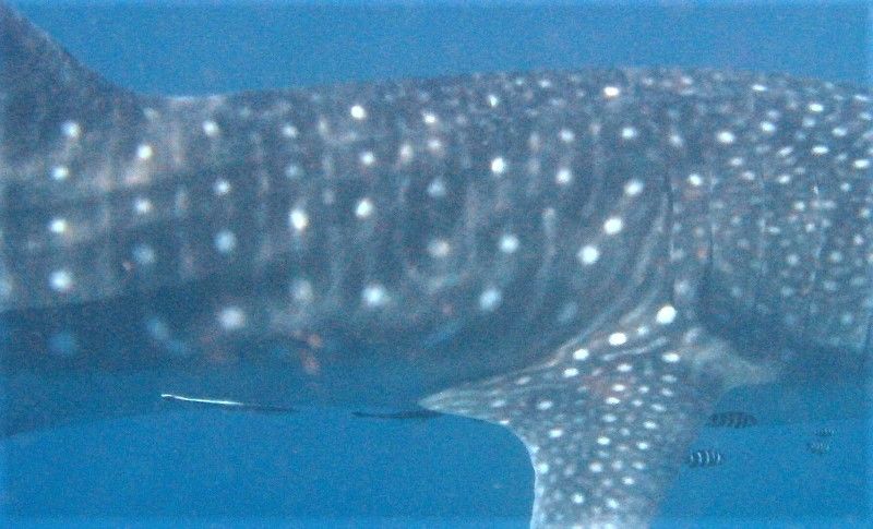 dbc2a60e-da69-4703-9d35-a3a25bc88ba8