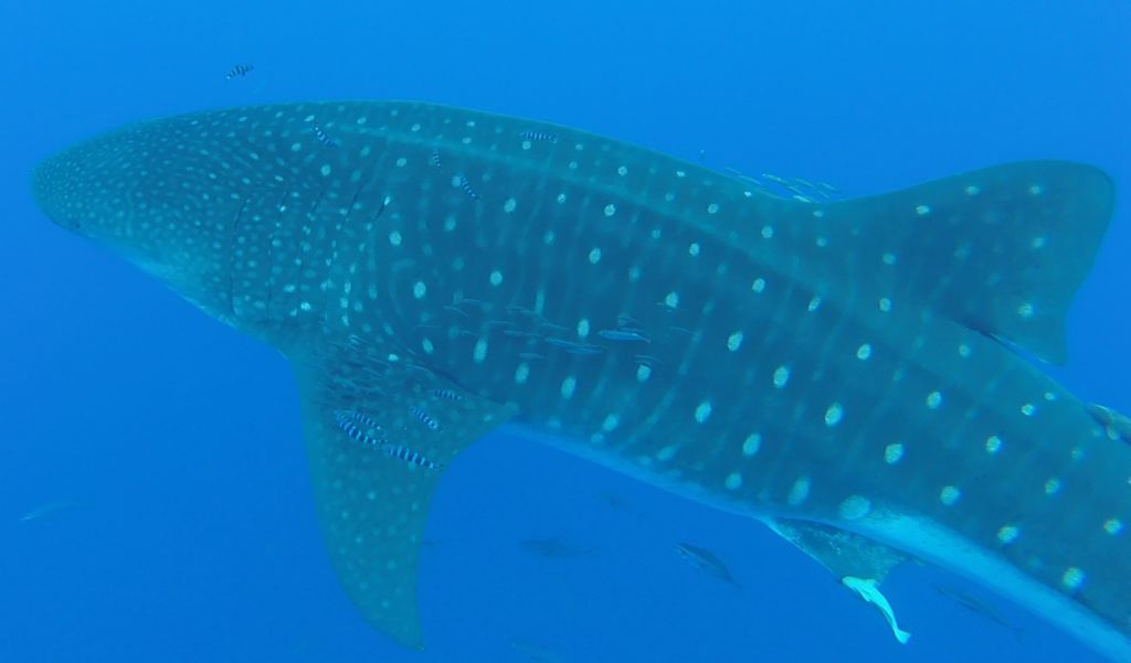 cba20d19-bffd-4adf-96d0-f11f90bd7d9b