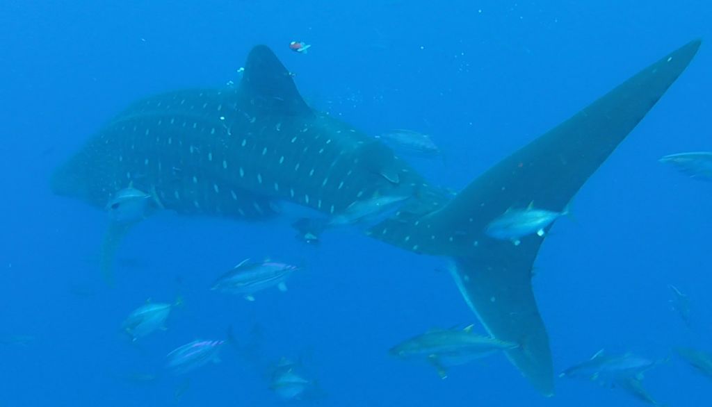 cba20d19-bffd-4adf-96d0-f11f90bd7d9b