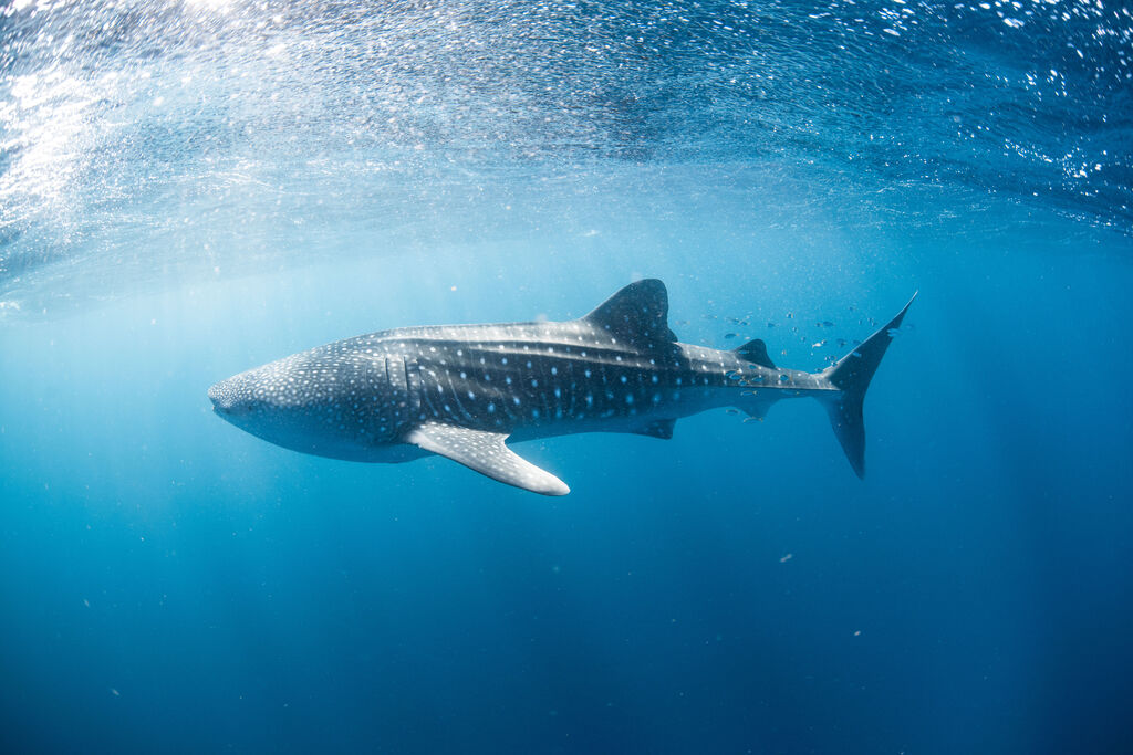 e5a9123d-edf3-4b27-96de-7d9727d50e9e