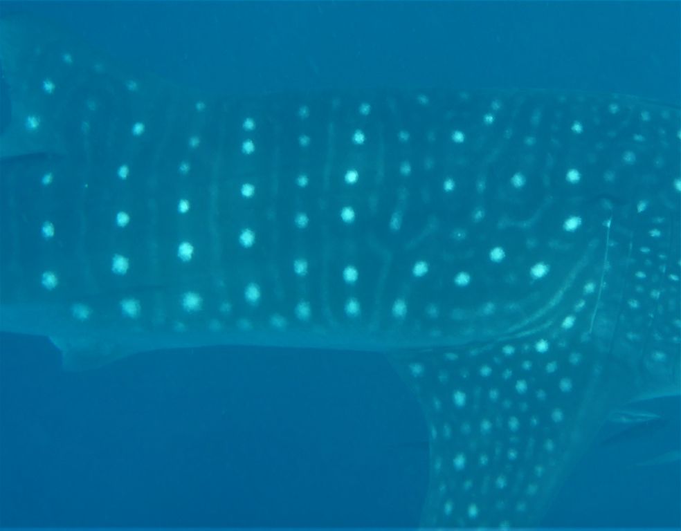 f4ca3c09-52ef-49b1-b5cd-afe4d579da2a