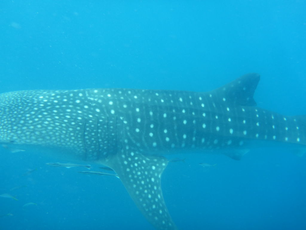 f4ca3c09-52ef-49b1-b5cd-afe4d579da2a