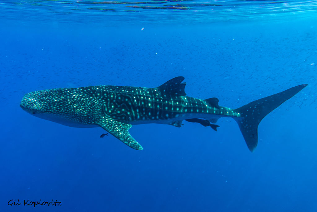 4125759a-2d52-4168-81c6-d38f701682d1