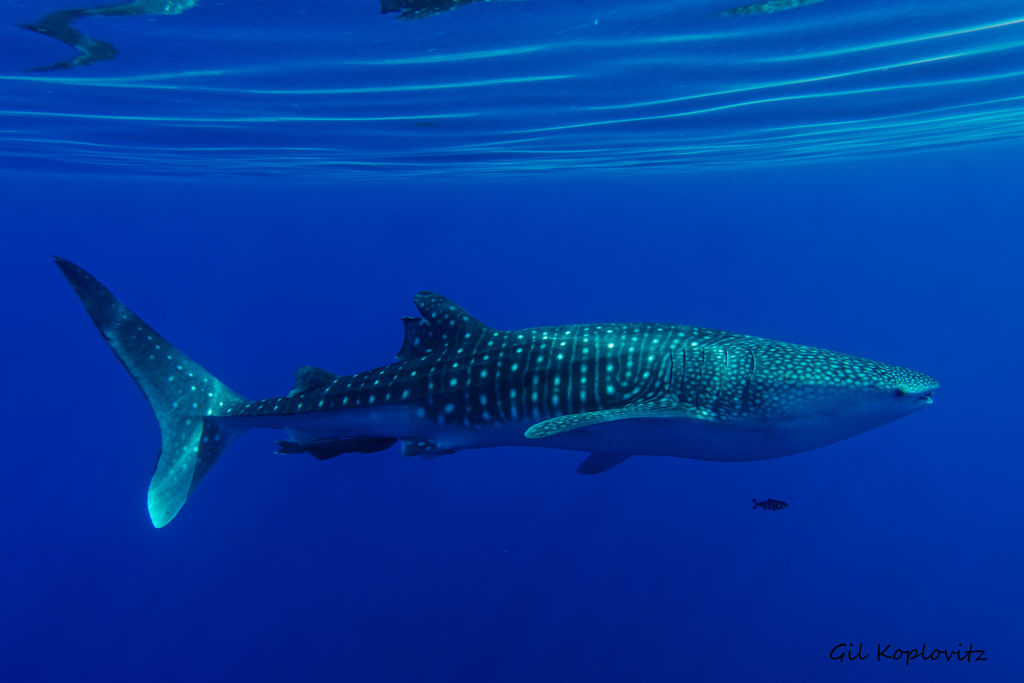 4125759a-2d52-4168-81c6-d38f701682d1