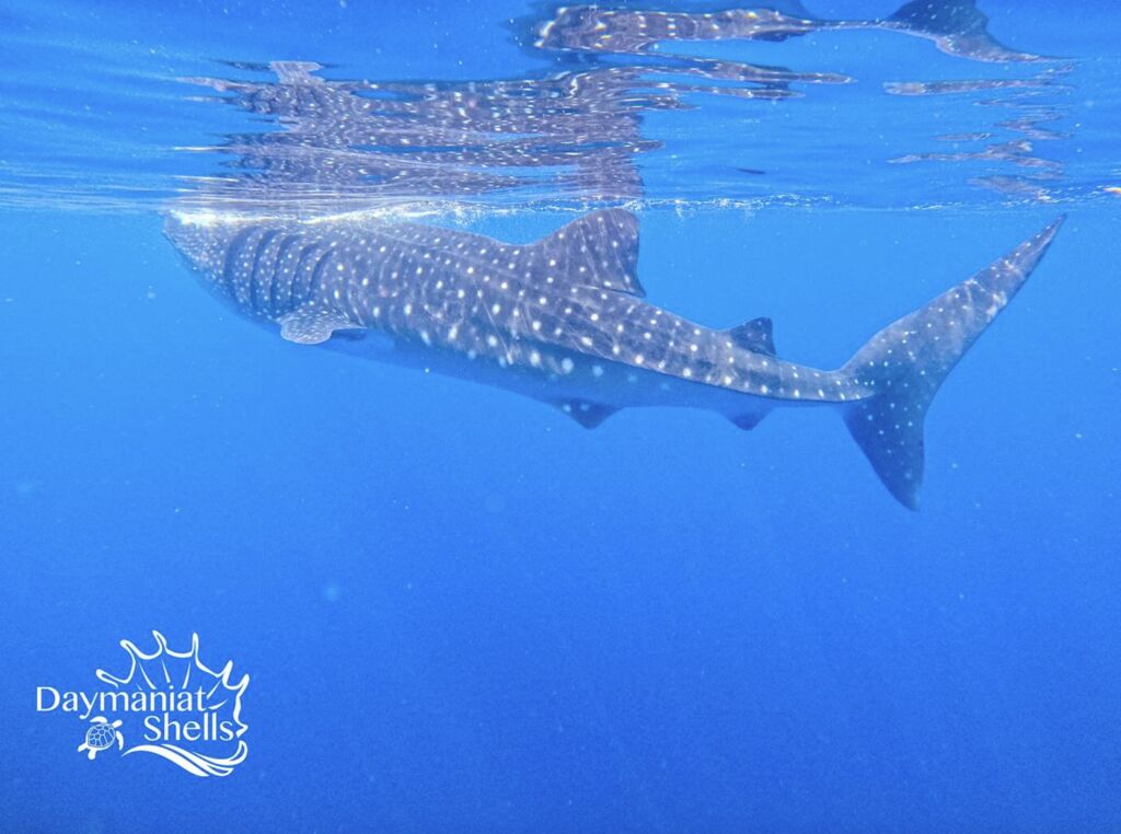 19617ae2-915a-4008-8b6a-fcfb57a6b3b7