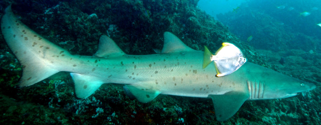 a6199459-11c3-4bd9-88c2-de3b7c5ffb55