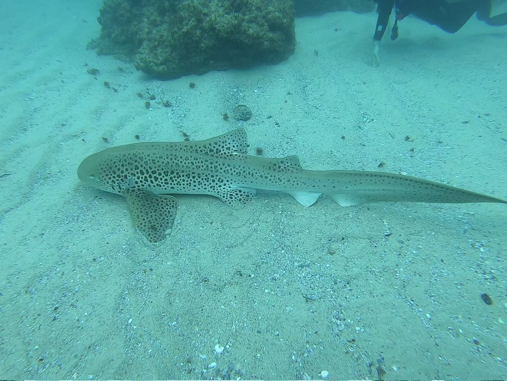 e1149b78-10ec-429a-8046-12462ec225fc