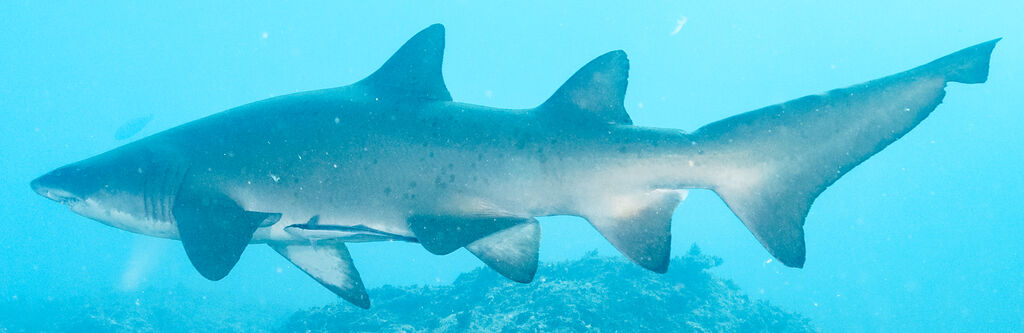 747dbaad-aea3-41c9-8510-97b3cc246897