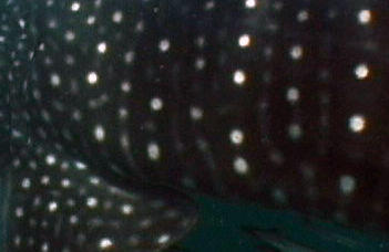 994675c9-fc90-4dfb-a25e-fd7be3fd74c5