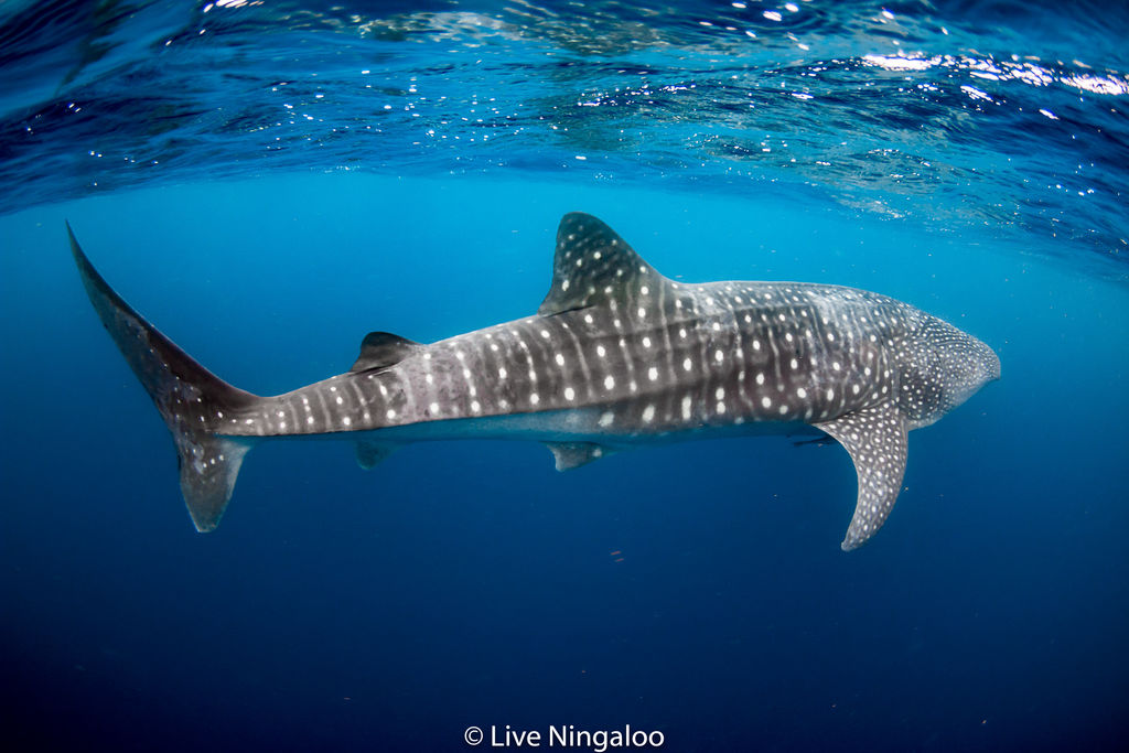 1869e33e-c75e-428e-8aae-09c2f3e72494