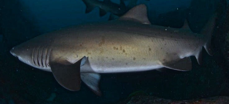 33ae3a3e-073c-4621-8ba5-65e18144911c