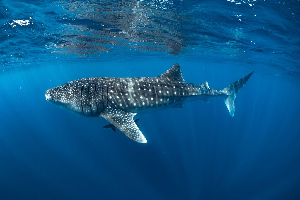 d045f82a-aec9-479f-8ede-27877d3595ce