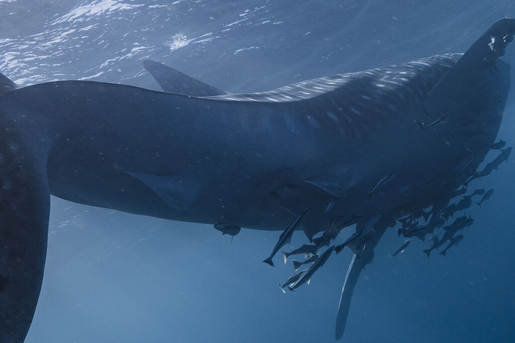 01bbc2ad-0df2-4e0c-bef5-8cd9f14cc6f6