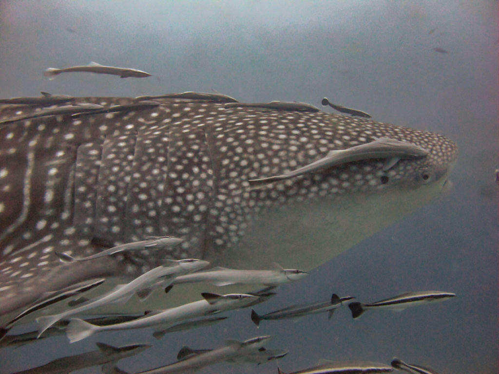 ad859d07-6a6f-4e85-a992-f886b0f613d1