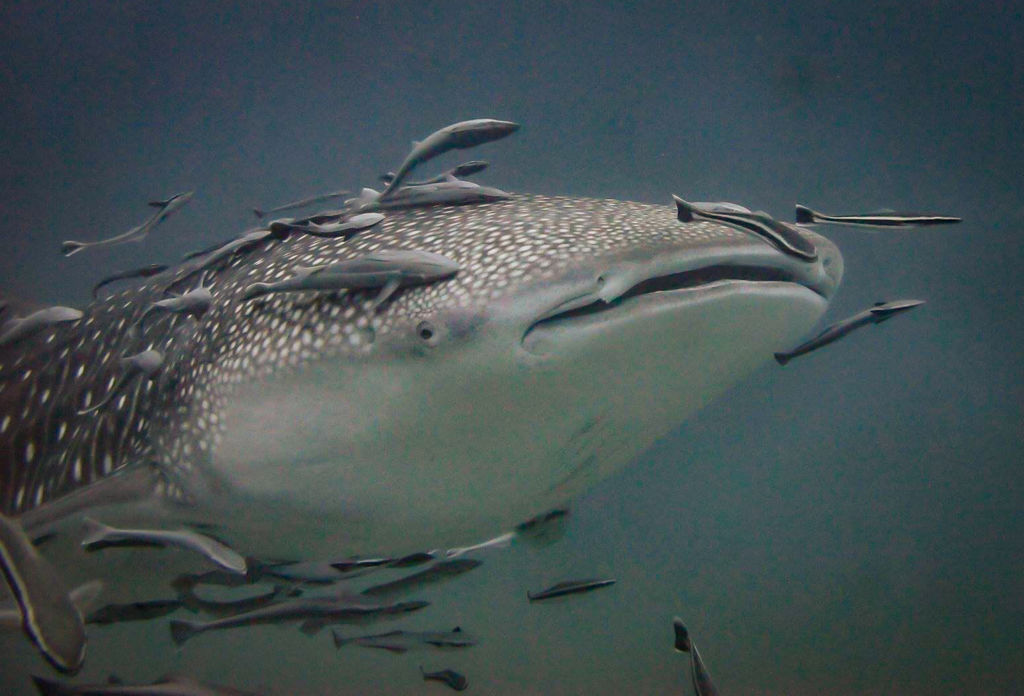 ad859d07-6a6f-4e85-a992-f886b0f613d1