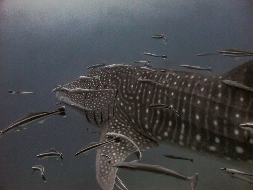 ad859d07-6a6f-4e85-a992-f886b0f613d1