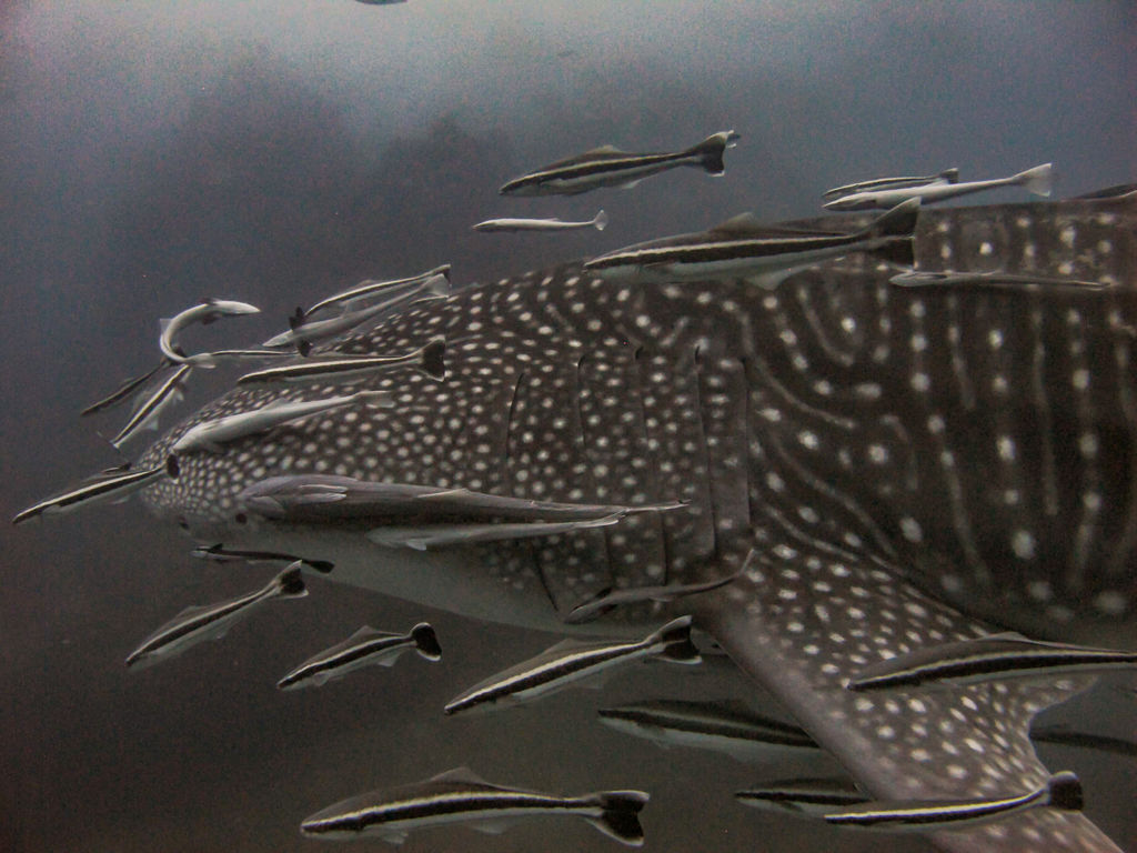 ad859d07-6a6f-4e85-a992-f886b0f613d1