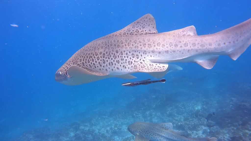 42e7c060-fd11-4fac-8f4b-f253164887fb