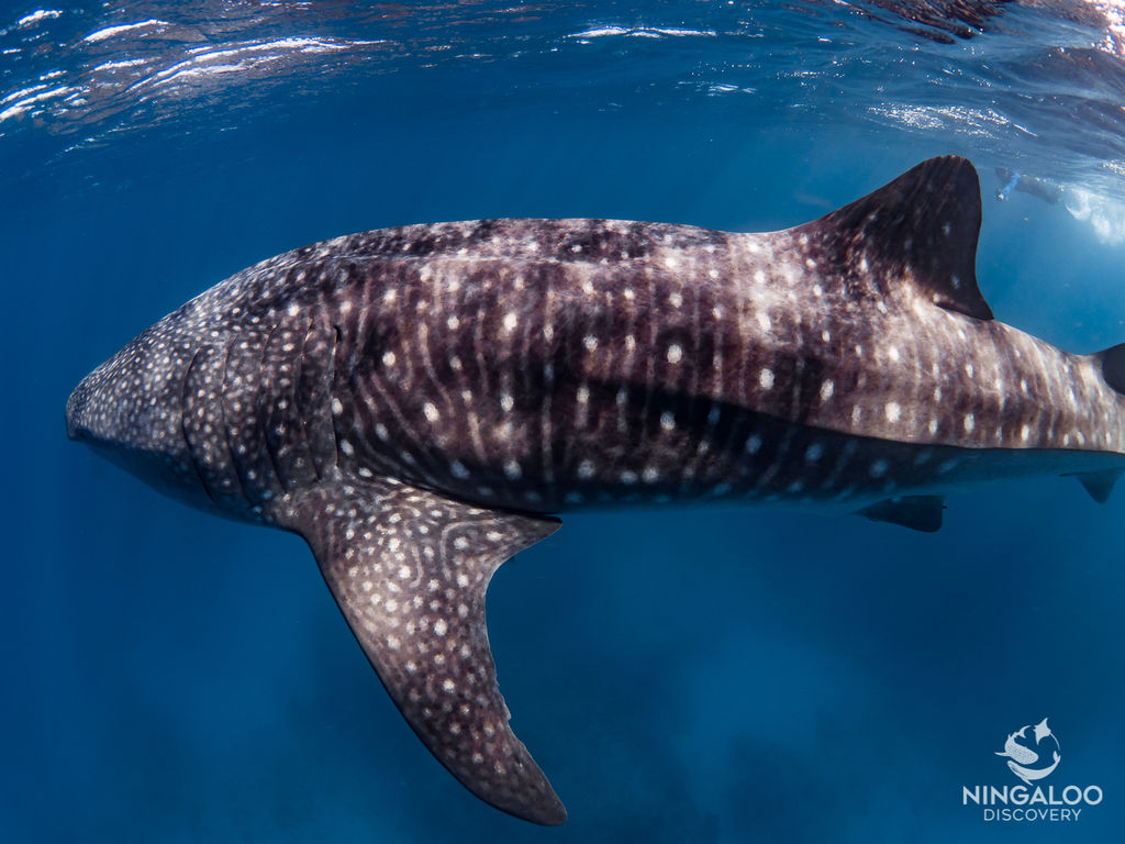 9e35d794-02b5-4b70-9726-c412eefaef1f