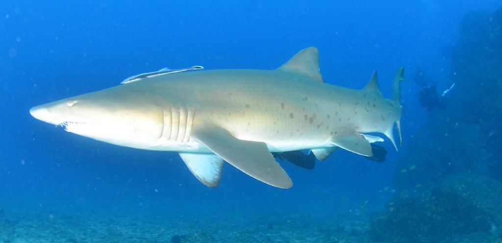 8baeccb0-0131-40d9-b44c-7713f3b6a19e