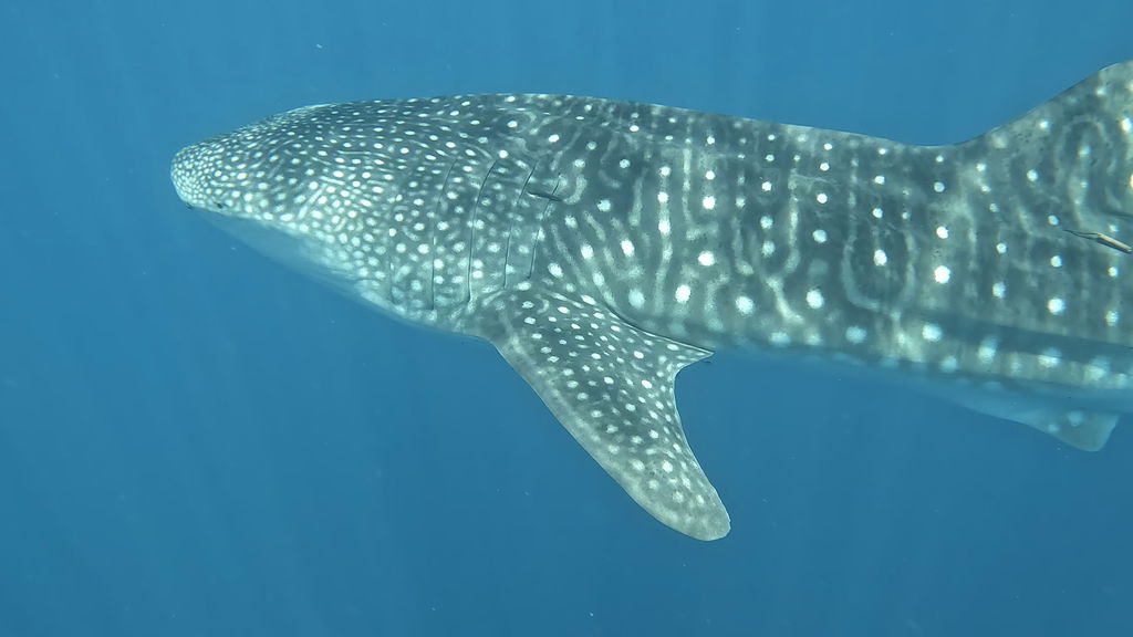 0d0c0652-b45b-4a11-88c5-b427bea004b9