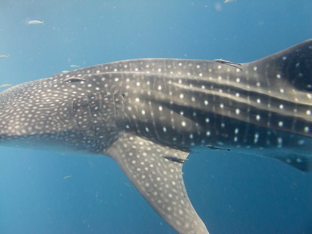 00578c77-89f9-4106-8de9-fef862c23370