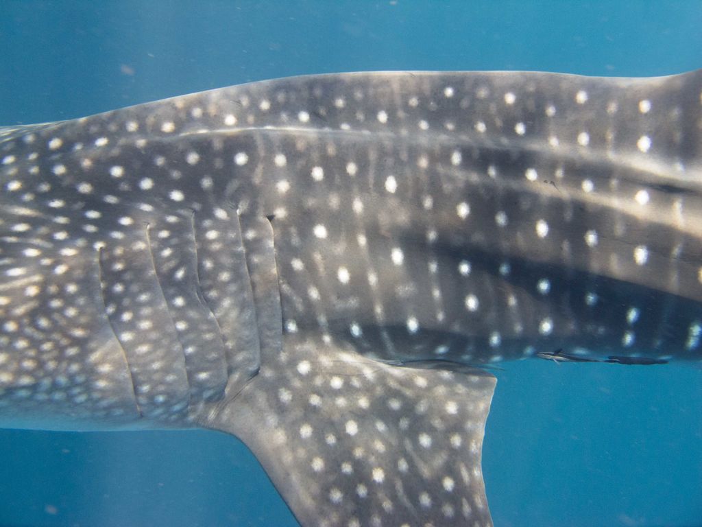 00578c77-89f9-4106-8de9-fef862c23370