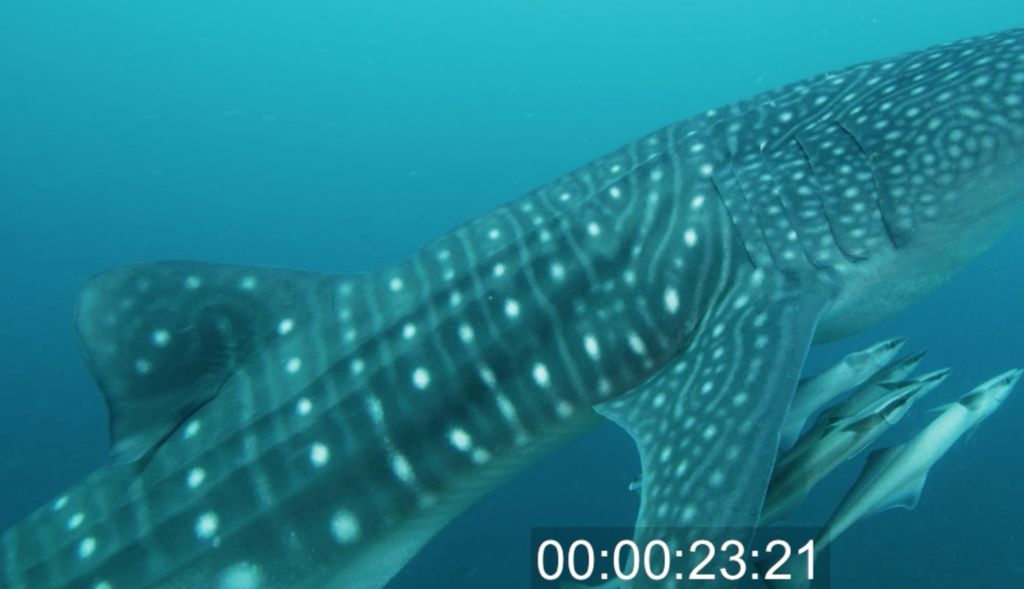 d51b5e53-f7af-4b45-aa54-7d4265ff2530