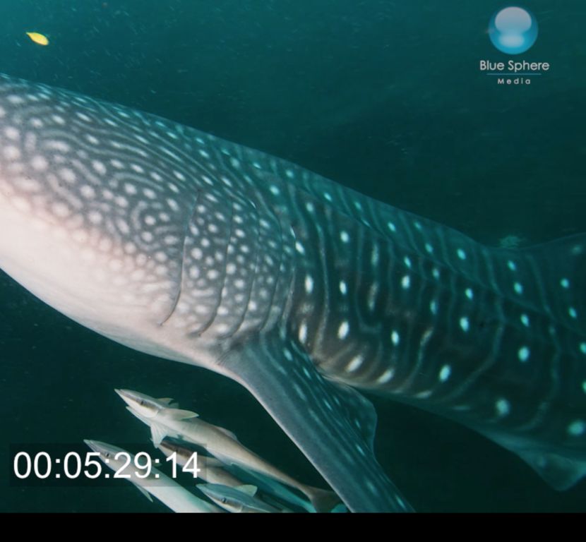 d51b5e53-f7af-4b45-aa54-7d4265ff2530